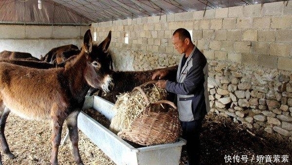 农民|五年前捡到140斤太岁,卖出300万的东北农民,现状如何了?
