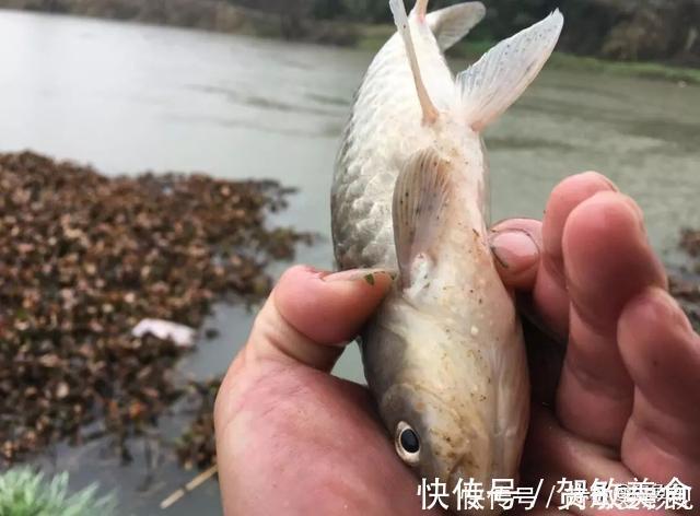 轻口鱼难钓？按我的方法做一钓一个准，再小的口也能逮住