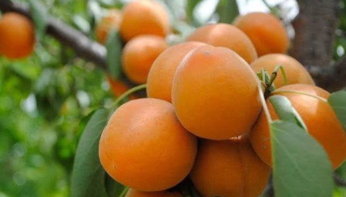 抗衰老|对身体很好的3种食物,每天吃一些,排毒清肠,养颜抗衰老