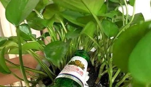 用”万能水“浇花，盆土不板结，10年不用换盆也能“疯长”