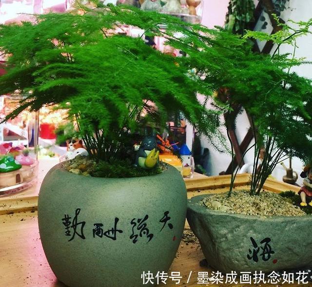 吴大姐养文竹,30天浇点水溶液,嗖嗖冒笋芽,翠绿旺盛