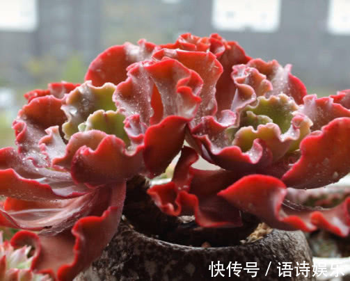 多肉高砂之翁怎么养教你3个小妙招，养出最艳丽多姿的高砂之翁