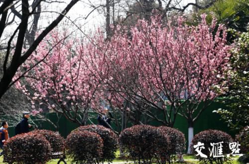 春光明媚 情侣园里百花闹春