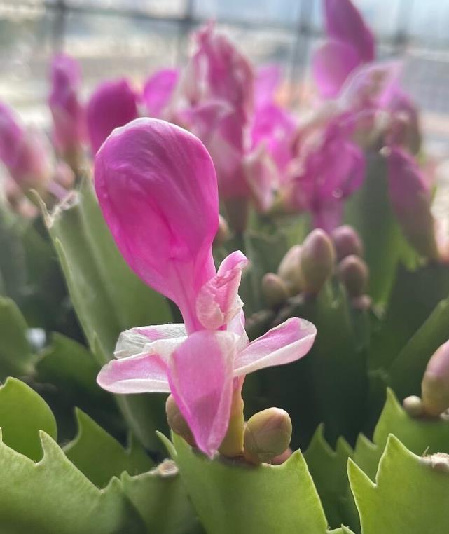 冬季养殖蟹爪兰要注意这几点,稍有不慎就会花苞枯萎,叶片化水