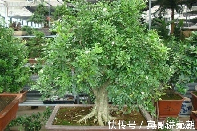 绿萝扔了吧！此花沾土就活，一年开花200天，花香胜桂花！