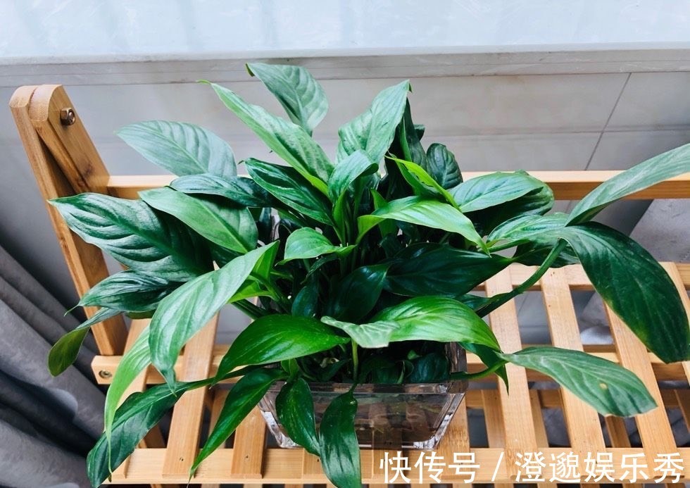 清新|家里有不用的瓶子，拿来水培3种绿植，简单好养清新漂亮