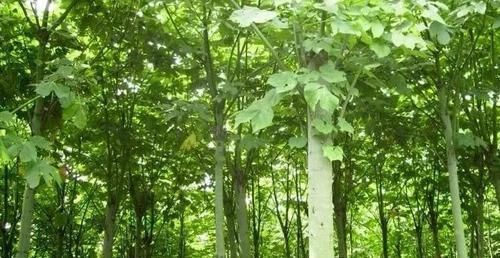 古代的“大户人家”都喜欢养这10种植物,家里养几盆,富贵吉祥旺家宅,你家养了吗