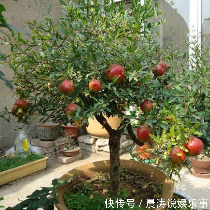 8种“吉祥花”,客厅养一盆,高贵又大气,养人又“旺家”