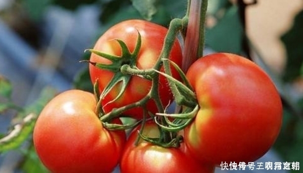 西红柿有没有打“激素”?看三个地方,就不会再买错了