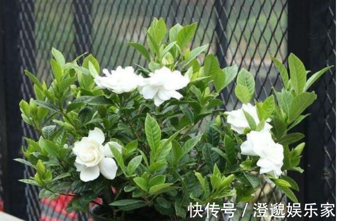 酸性|养栀子花,10天喂上几滴“它”,新芽长不停,叶片翠绿开花“旺”