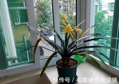 秋养君子兰、蟹爪兰、大花蕙兰,天凉后做好这些,嗖嗖地开花