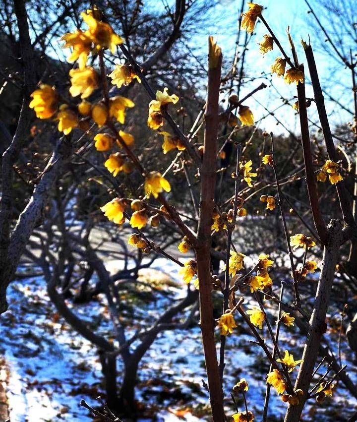 交通堵塞|「雪」今年的雪姑娘好像比较勤快