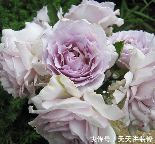 养护|4种冷门月季花,花多色艳,养的人却不多,全养的都是大神