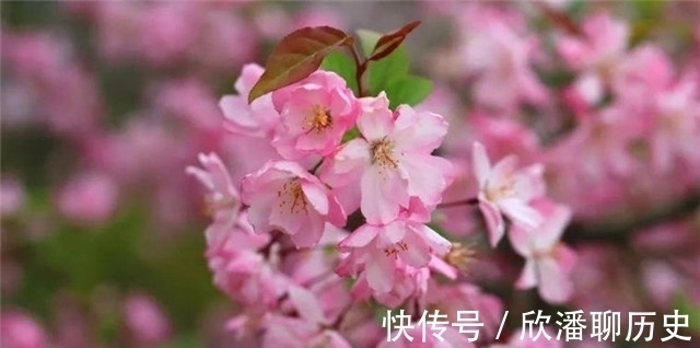 杨贵妃@唐诗海棠6首:海棠花里鹧鸪啼,半开时节最妖娆