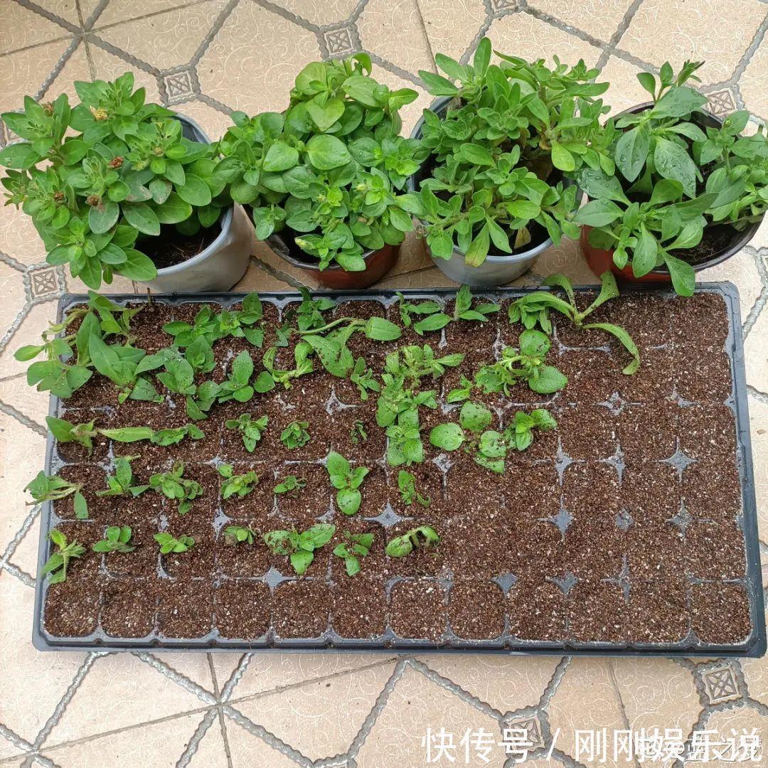抗病、不招虫的天竺葵,屋里养一盆,开花一茬接一茬