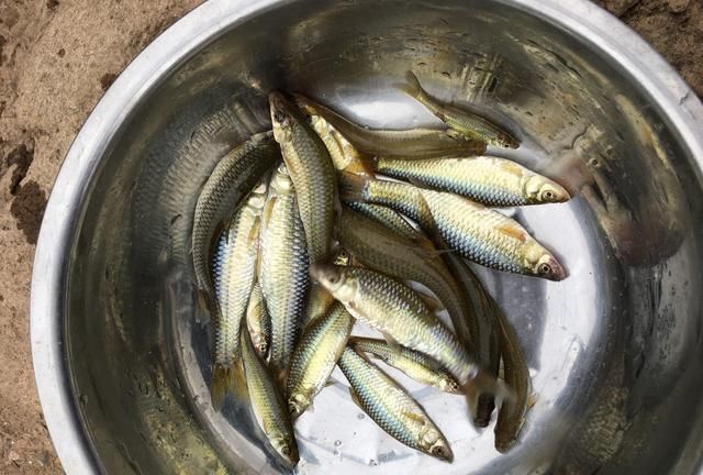 童年回忆杀中的10类鱼,你钓过几种?这3种鱼真的是遗憾!