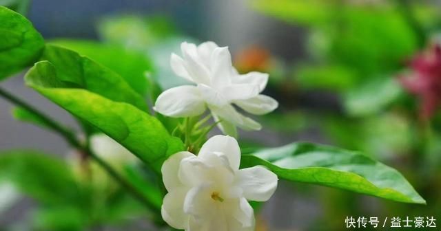 夏天用西瓜皮来养花,花卉像吃了兴奋剂一样,蹭蹭长