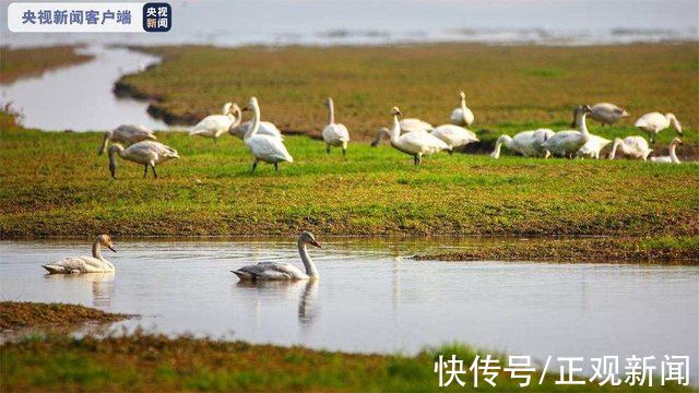 鄱阳湖|大批小天鹅抵达鄱阳湖，湿地化身“天鹅湖”