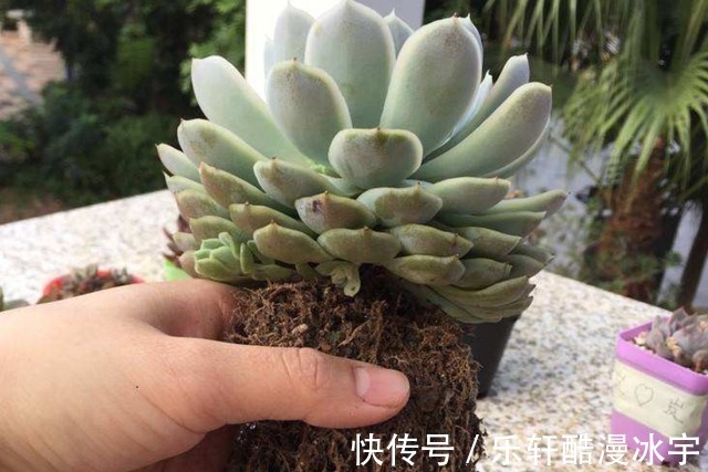多肉“换盆”有什么困难,该怎么解决看“这”保准不出错