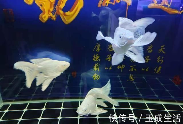 新手养鱼,会有一个非常统一的举动,不知道你有没有?