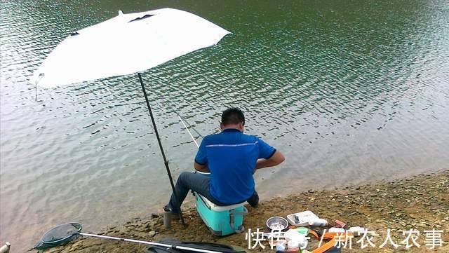鲶鱼|深圳一河中“鱼儿成灾”,岸边却一个钓鱼人也没有,原因令人无奈