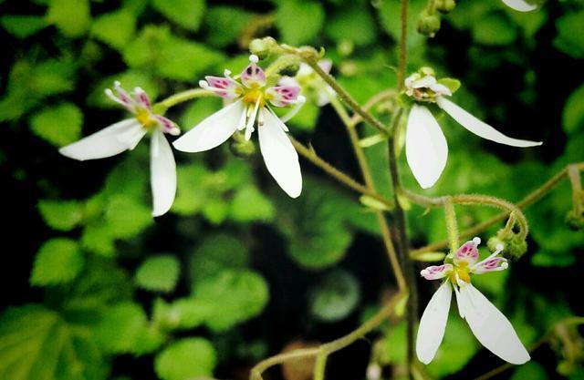 生命力顽强的花卉，能够在岩石裂缝处生存生长，有着超强的耐力