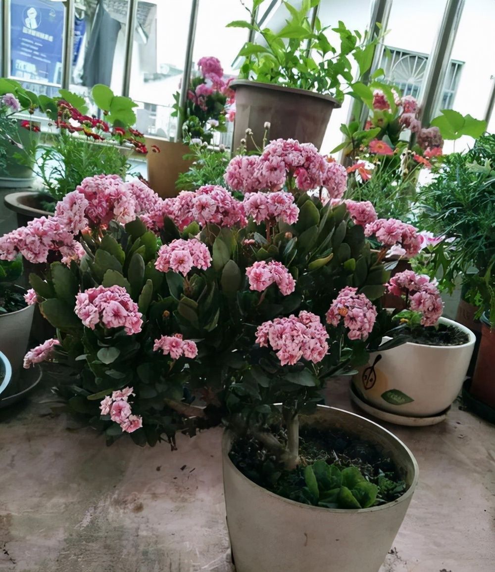 扦插|家里养长寿花,管理切记“别乱来”!养好了次次开花都爆盆