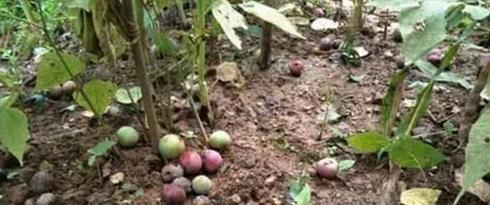 李子|乡下此果掉在地上没人捡,城里人买的时候很贵,很多人吃不起