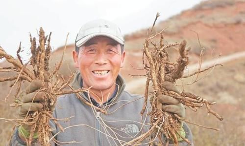 秋黄草|黄芪3斤不如它一两,坚持泡水喝,免疫力好了、气也足了