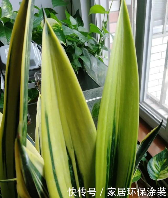 花朵|高手都不用自来水浇花,用这3种水,叶片水灵灵,花朵娇艳艳