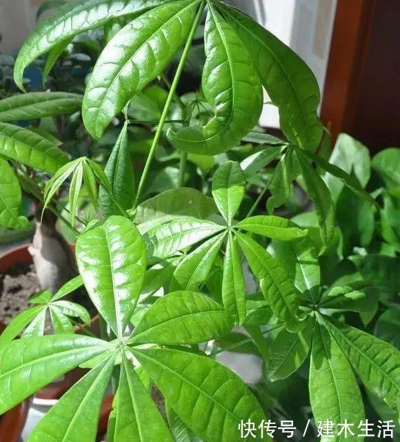 客厅养花选择6种树,自带财气,叶片油绿,旺财、旺人