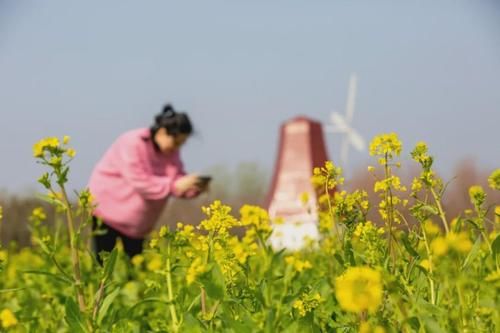 即将绽放！快来鲁西南这处唯美花海制霸你的朋友圈！