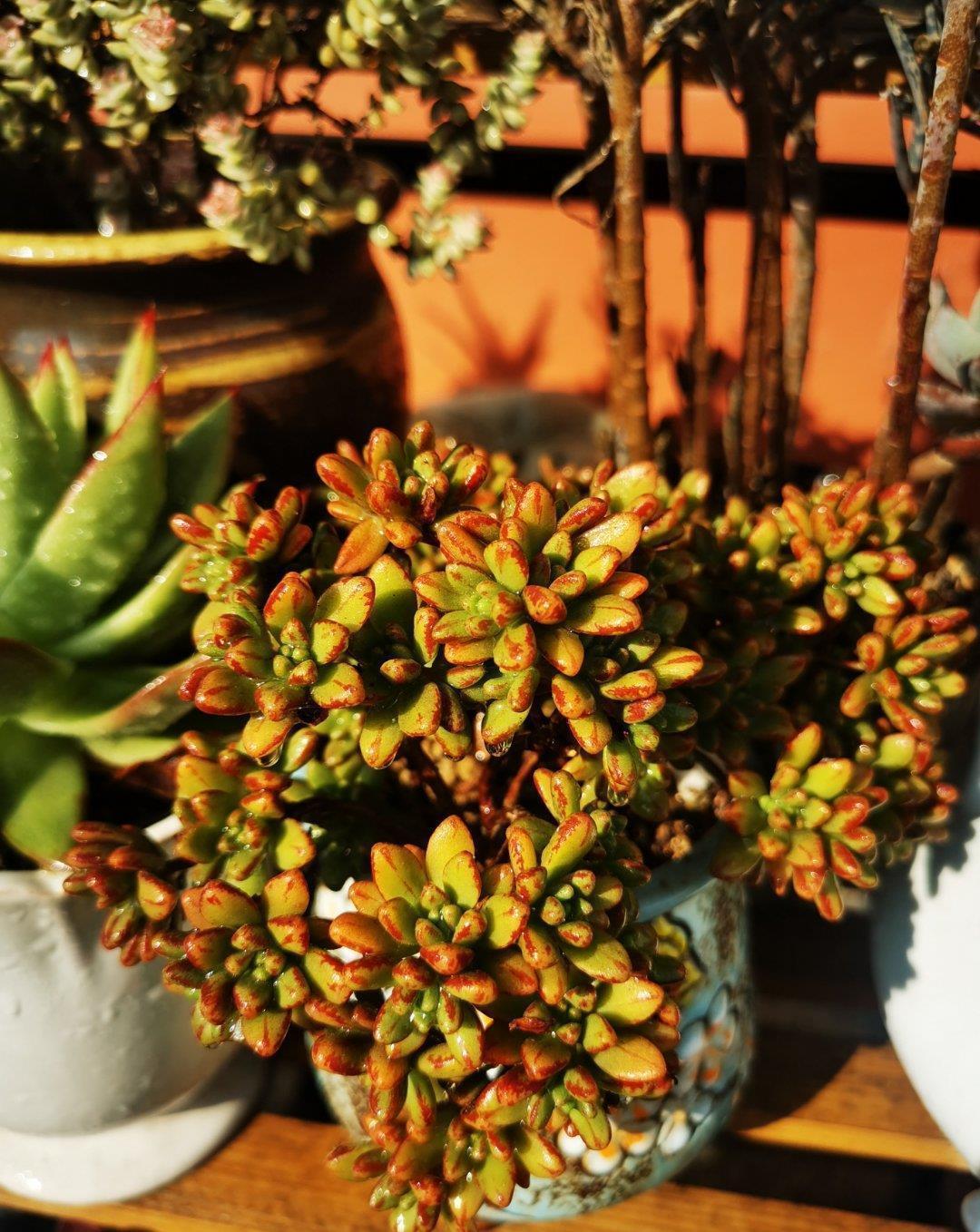 多肉|这些多肉是颜值担当,口碑却褒贬不一,喜欢和嫌弃严重“两极化”