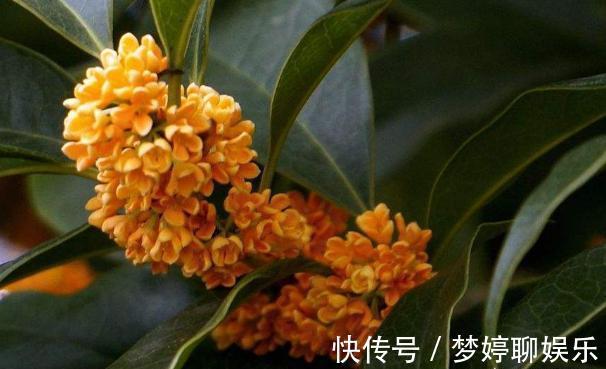 微量元素|养桂花,别犯2个“错”,枝叶繁茂,花量更大,香味更足