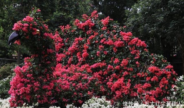 这1种花树,越养越“贵”,养上几年就成老桩树,上千都不卖