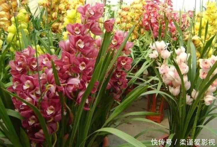 小白|4种花,耐寒又耐热,养护简单,开花漂亮,小白也能养爆盆