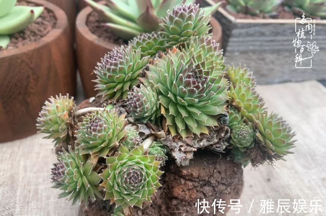 框子|这多肉拼盘这么仙!如何制作达人手把手教你制作长生草拼盘!