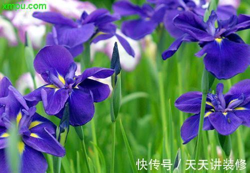 桂花桂花|养花试试这几款，花香飘满了整间屋子，十分的香甜