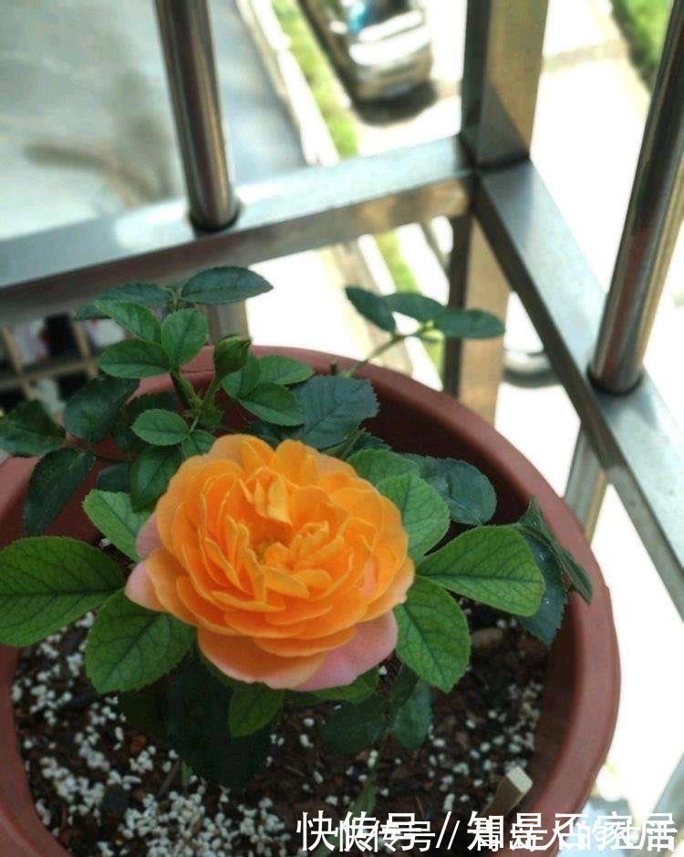 月季|月季黄叶是什么情况?弄清“4点”,一直绿油油,明年“花更多”