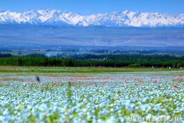 5月伊犁的草原山花烂漫，天山红花无疑是其中最靓丽的一道风景