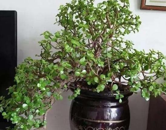 金枝玉叶|马齿苋摇身一变成“金枝玉叶”,花友1年养成老桩,高价都不卖