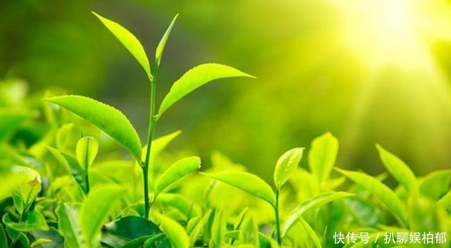 中国茶叶名扬四海,却为何在19世纪被印度茶击败?