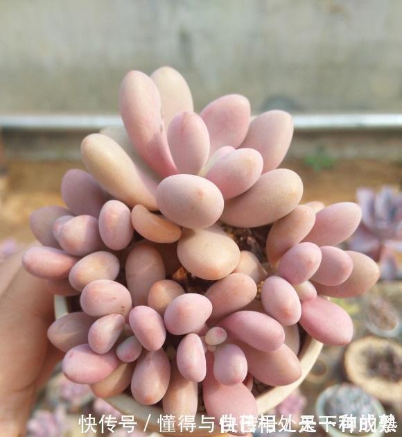 花盆|漂亮的多肉,是怎么养成的?全靠环境,环境好,多肉状态好