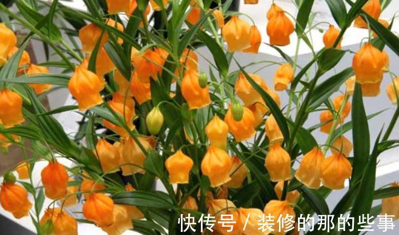 灯笼|国外的圣诞风铃花，我们叫它宫灯百合，掌握技巧，开出串串黄灯笼