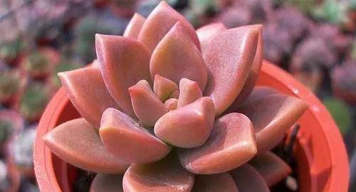 吴小姐想买盆胧月，带回家发现是冬美人，哭笑不得，太难区分了