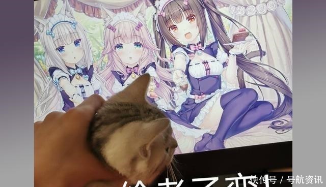 猫咪|想让猫咪变成人变是不可能的,但画师可以将其画出来!