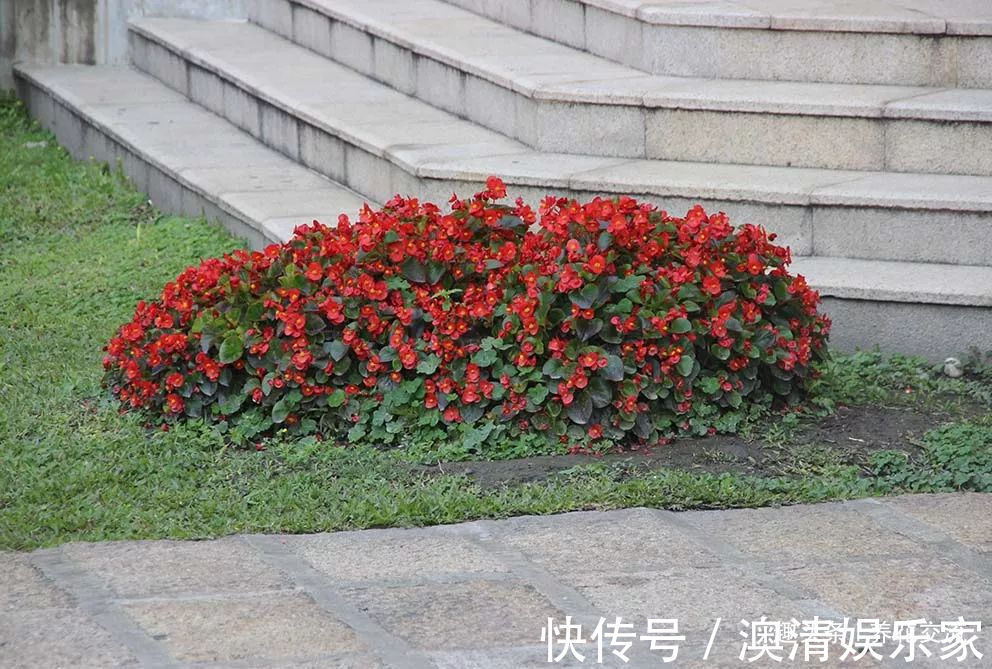 四个形态各异的秋海棠品种，你喜欢观叶的还是观花的