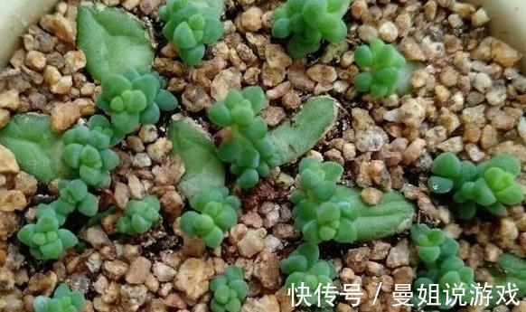 植株|多肉爆侧芽怎么处理,看完这三种方法,你心里就有数了