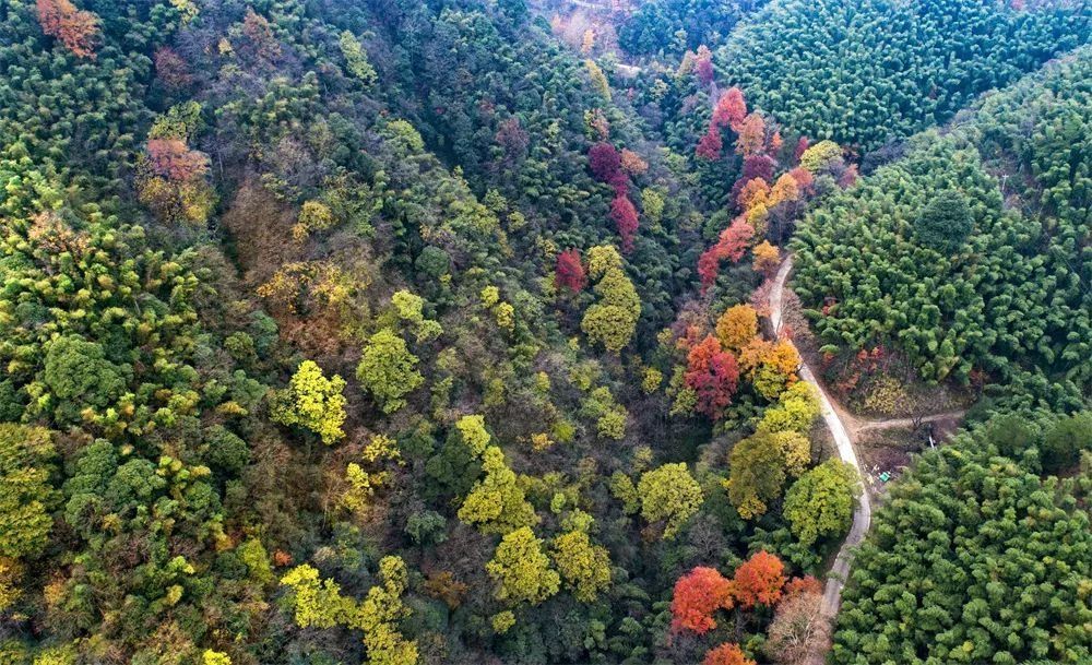 古树|层林尽染！在大幕山，找到了咸宁的秋