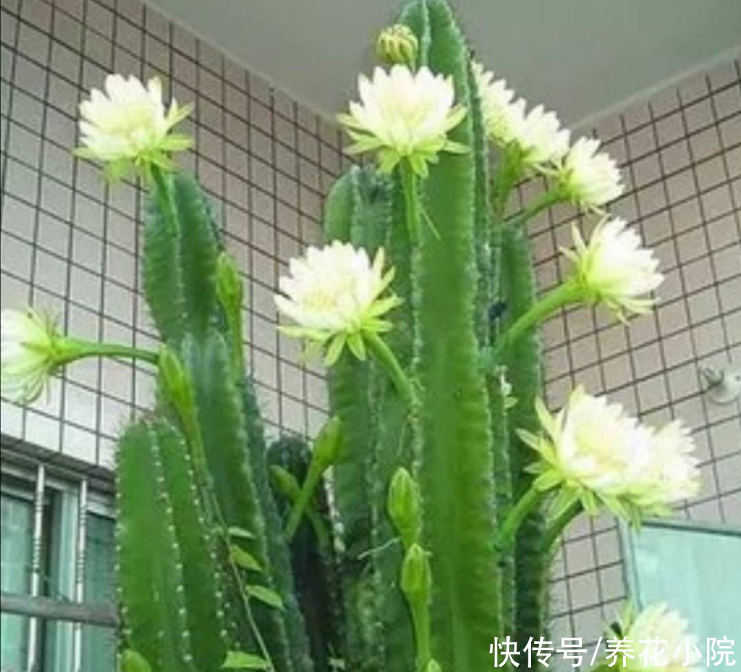 漂亮花|量天尺这样养，能长3米多高，还能开漂亮花